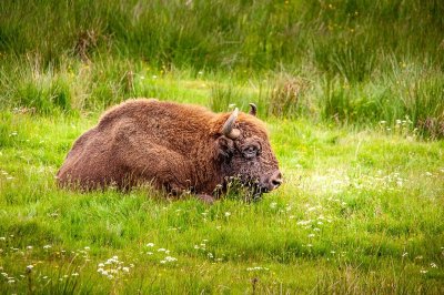 RESERVE DES BISONS D'EUROPE