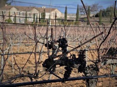 Le vignoble aixois, le vignoble des bastides - La Trévaresse et Plateau de Puyricard