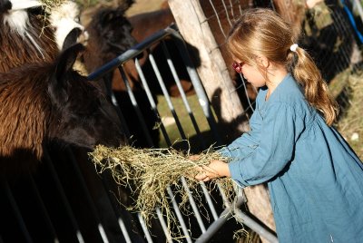 Lama Loisir Mamirolle