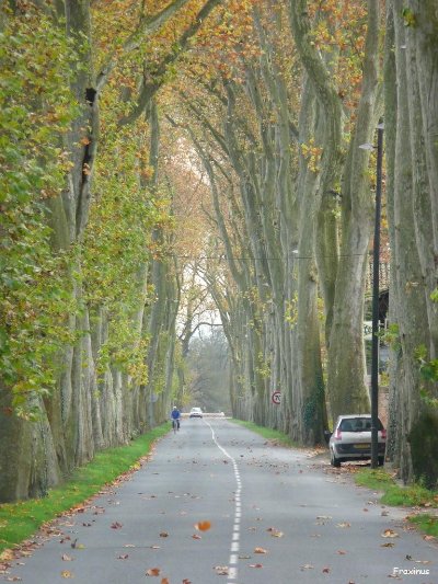 Allée du Port et ses Platanes