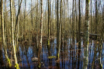 Forêt humide des Mousseuses