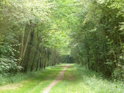 Bois de la Ringoire