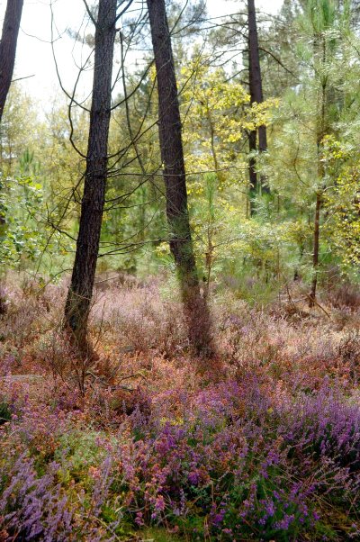 L’Espace Naturel Sensible : L'Etang et la Tourbière des Landes