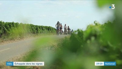 Echappée dans les vignes en vélo
