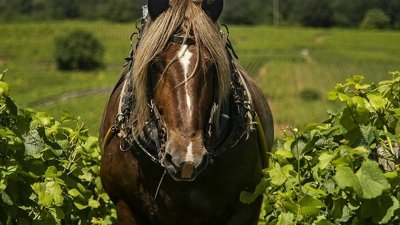 Escapades dans le vignoble - Circuit Passion - 1 journée