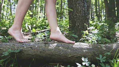 L'Echappée Morvan d'Ailes - Rando avec les rapaces