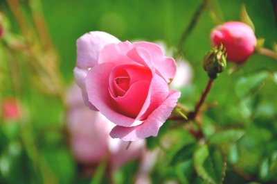Jardin personnel d'André Eve
