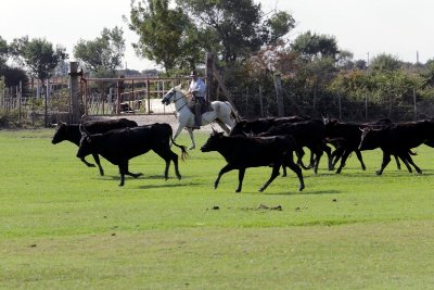 Manade Albert Chapelle