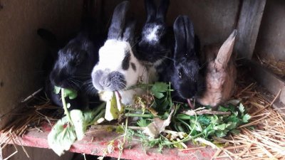 Randonnée avec les ânes de la ferme pédagogique