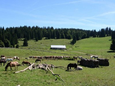 Ferme équestre - Les Bâties - CHEVAL PASSION JURA