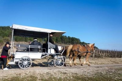 Attelage Beaune Passion - la Côte de Beaune... En calèche! Durée 2 heures