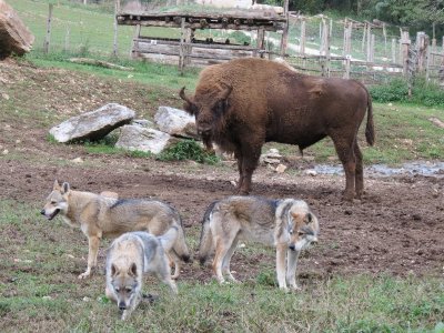 Parc Héria - Parc animalier du Hérisson