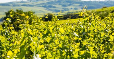 Expérience Oenologique Prestige