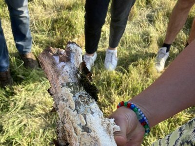 Dans les secrets des bois