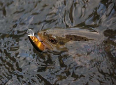 Pêcher dans le Grandvaux