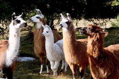 Les lamas