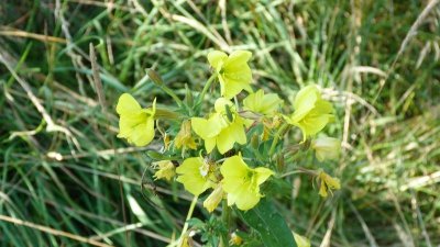 Site naturel préservé d'Entre-les-Levées