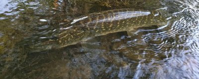 Fédération de l'Yonne pour la Pêche et la Protection du Milieu Aquatique