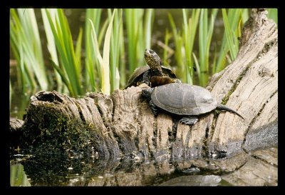 Observatoire de l'étang Ricot (Réserve naturelle de Chérine)