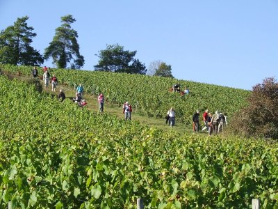 Visite-découverte De la Vigne au Vin