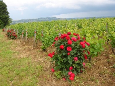 Dominique VERRIER-COMPAIN