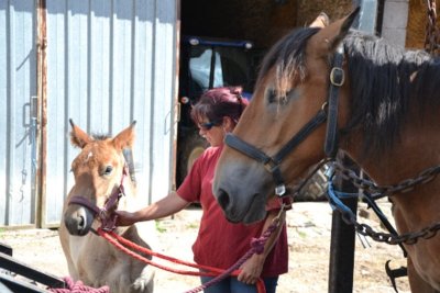 Les Chevaux du Val d'Arroux