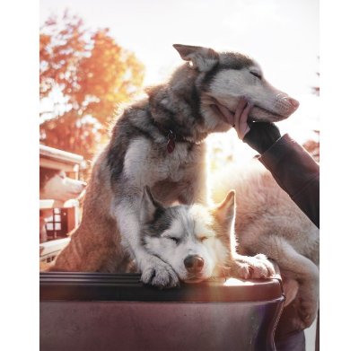 Cani-rando "Damien Langlois"