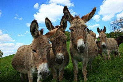 Les ânes de Menou