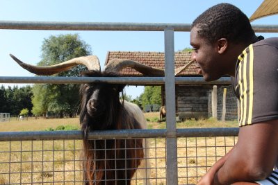 Les Animaux des Petits Bois