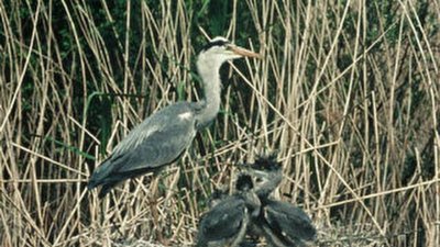 Suivez le guide de la Ligue pour la Protection des Oisieaux, association de bénévoles passionnés par les oiseaux