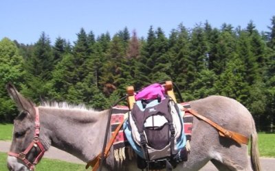 Balades en ânes "association bel'ane"