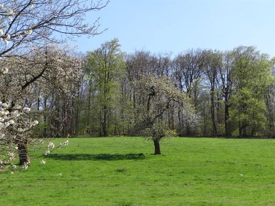 Les Bois du Sanglier