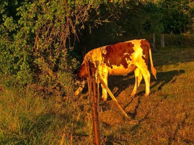 Les coteaux du pays messin