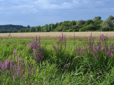 Circuit de La Grange