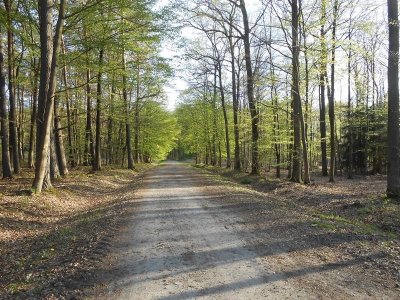 Steinberg - Jeanne d'Arc