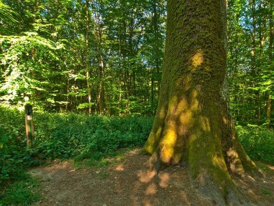 Le chêne des moines en VTT