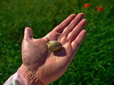 Le plateau des gryphées