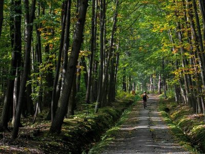 Circuit VTT n°84 la grande haie