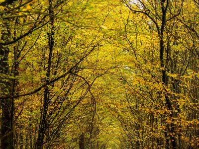 Circuit du bois de Thionville