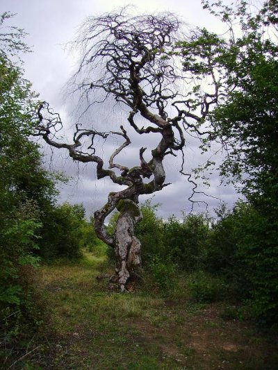 Circuit des hêtres tortillards