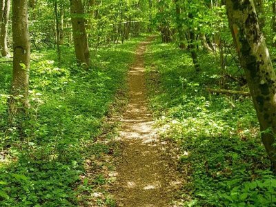 Circuit du chalet - bois de la côte
