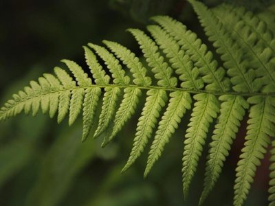 Sentier d'interprétation du Buchwald