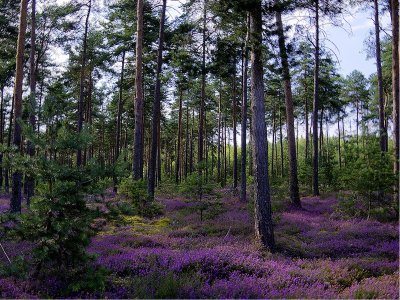 Circuit de la Clancheuse