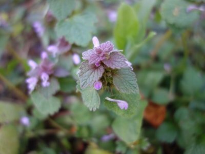 Mon Herbier Châtillonnais : Arpheuilles, flore des chemins de campagne