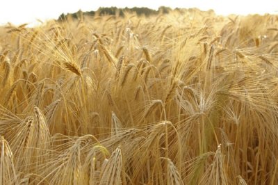 PR de la Pierre au Coqs