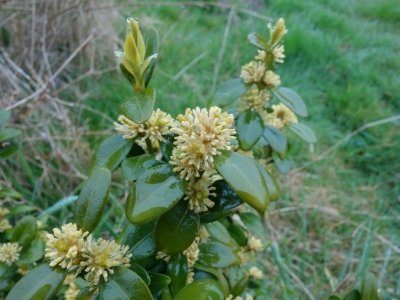 Mon Herbier Châtillonnais : Le Tranger, la flore des chemins creux