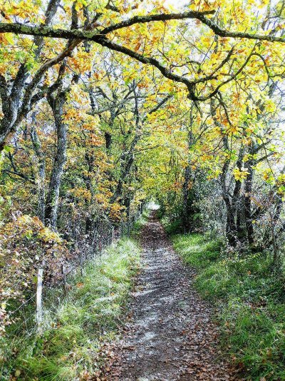 Sauvagnas, la traversée du bois de Courties