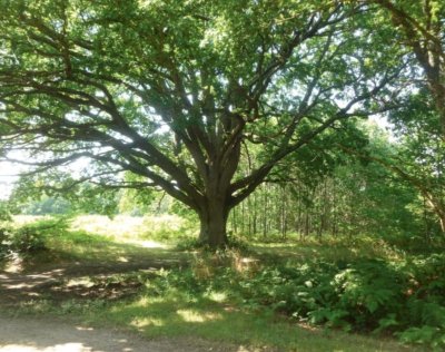 Circuit pédestre : Le Belvédère