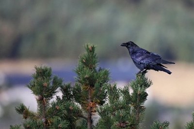 A l'affût de la faune sauvage entre Cénac, La Roque-Gageac et Castelnaud