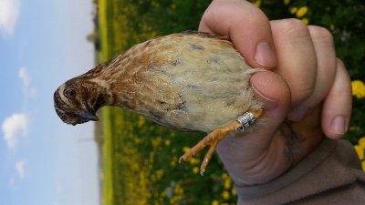 Sur les Chemins du Périgord - A l'affut de la faune sauvage de Verteillac